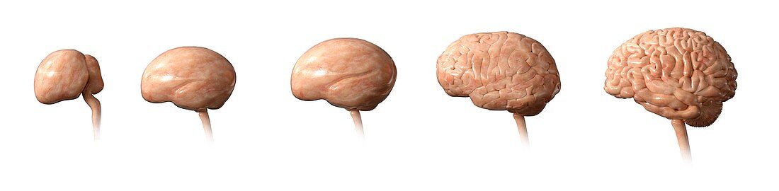 Foetal brain development, illustration