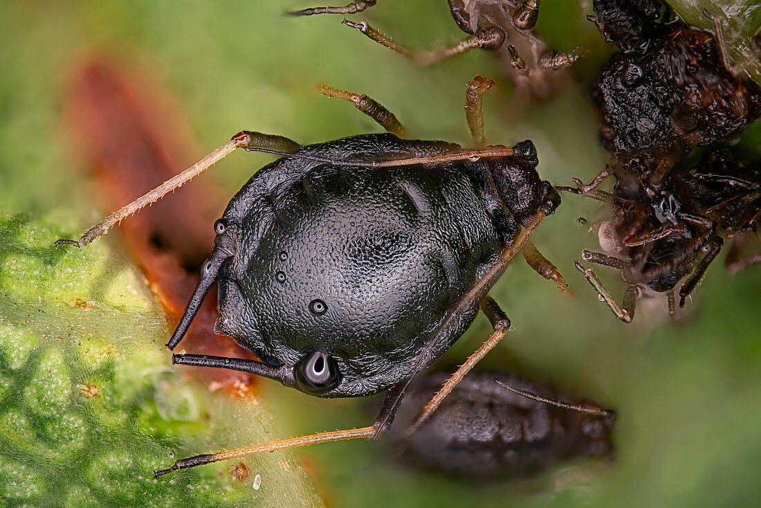 Aphid on a leaf, light micrograph
