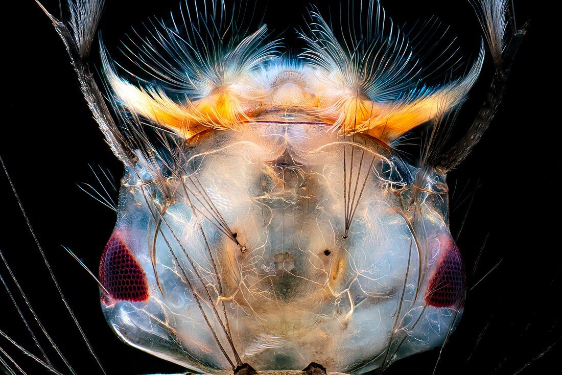 Mosquito larvae, light micrograph