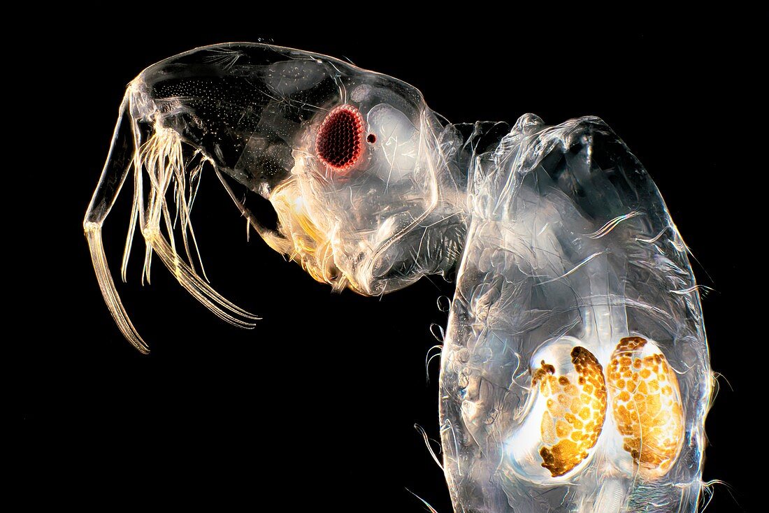 Phantom midge larva, light micrograph