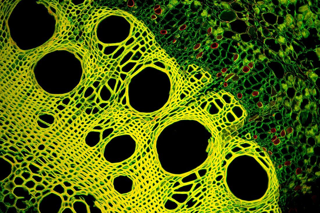 Humulus stem, light micrograph