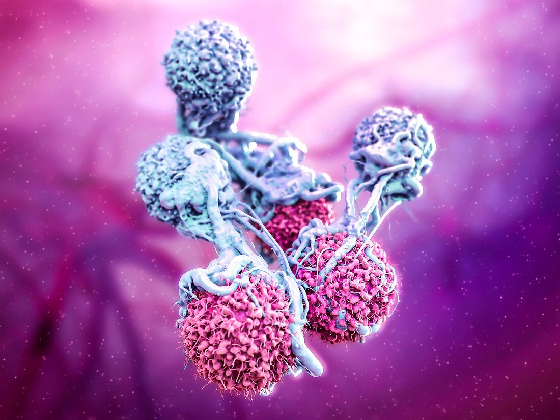 T cells attacking cancer cells, illustration