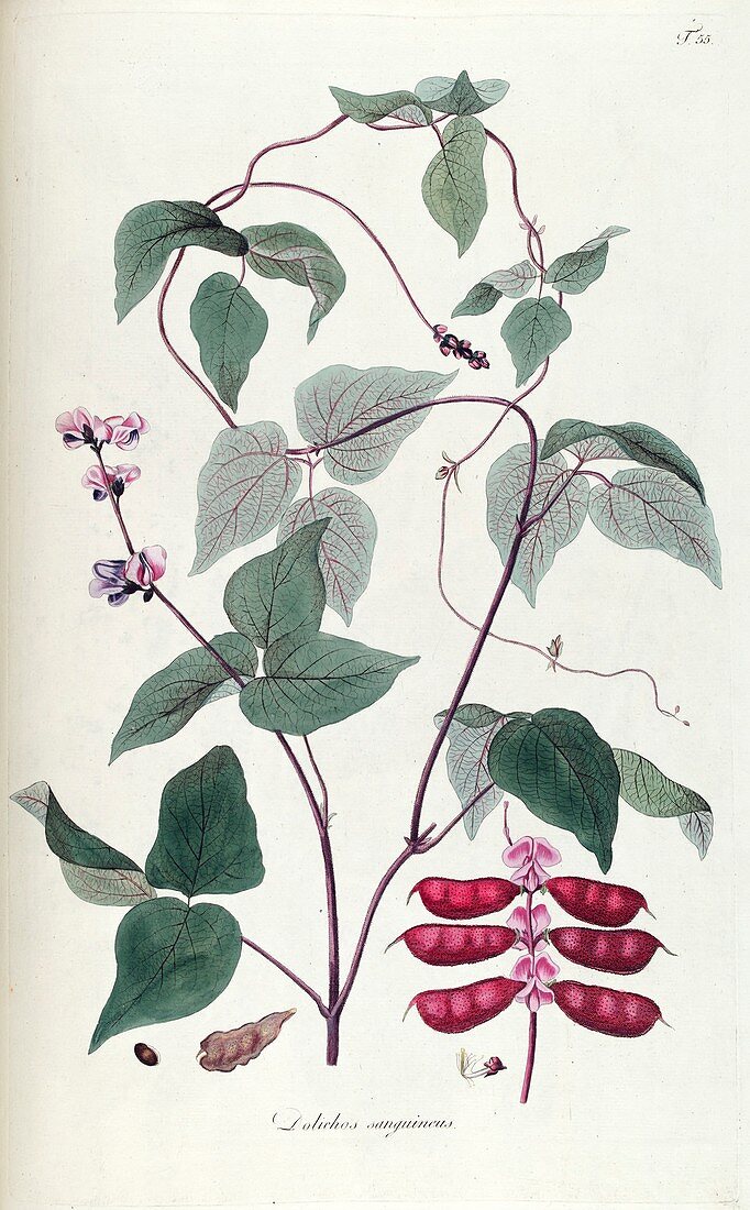 Dolichos sanguineus plant, illustration
