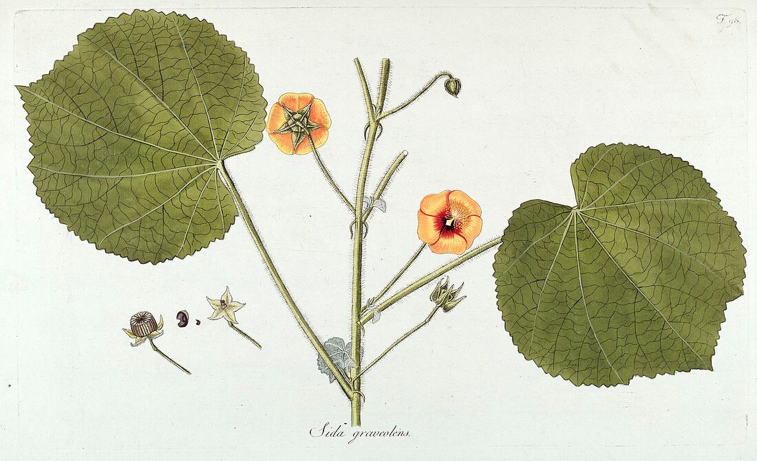 Sida graveolens flower, illustration