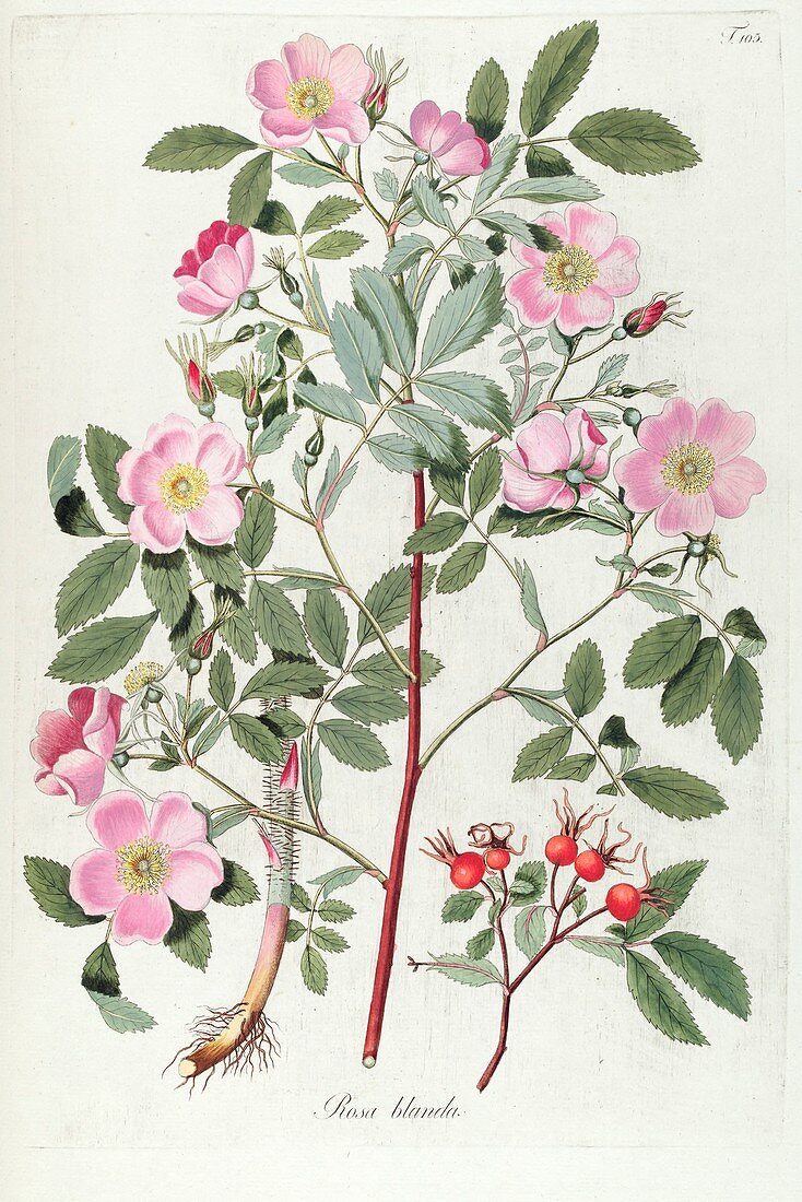 Rose (Rosa sp.) bush, illustration