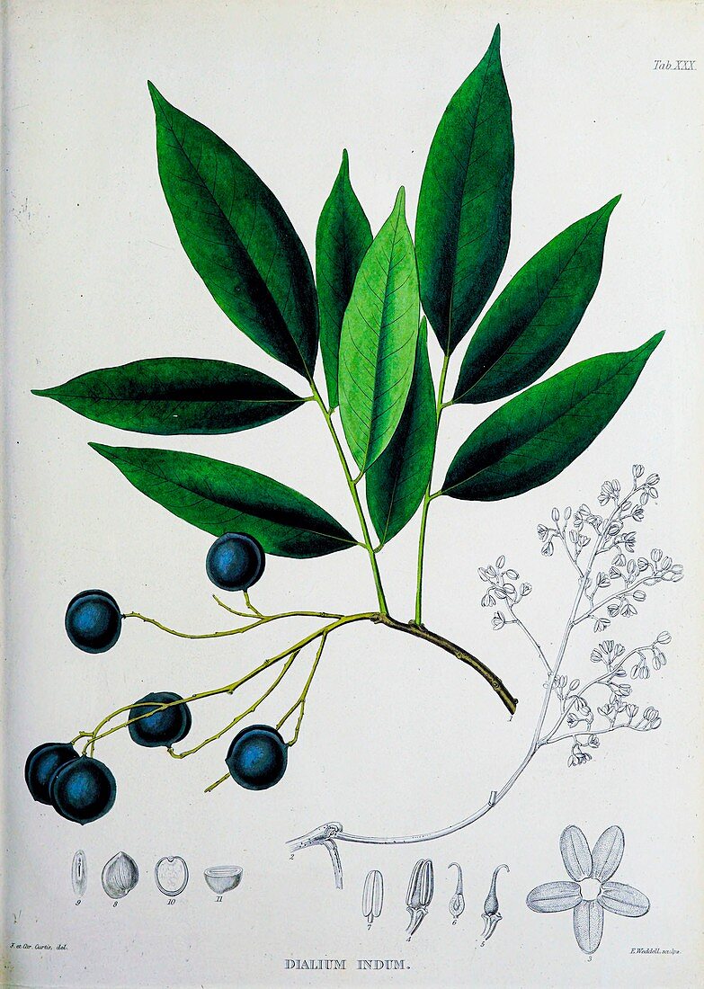 Tamarind-plum (Dialium indum), 19th century illustration
