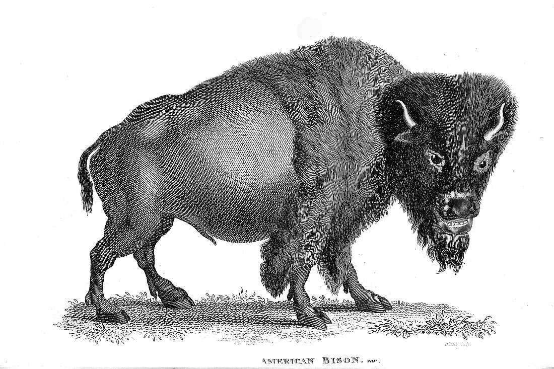 American Bison, illustration