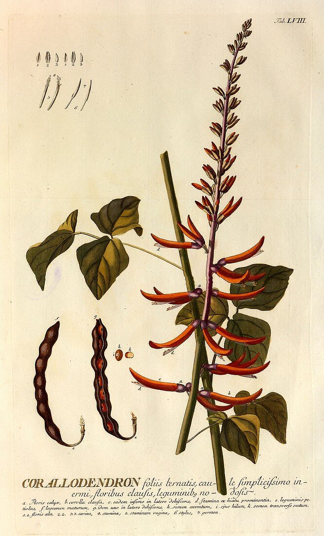 Erythrina corallodendron plant, 18th century