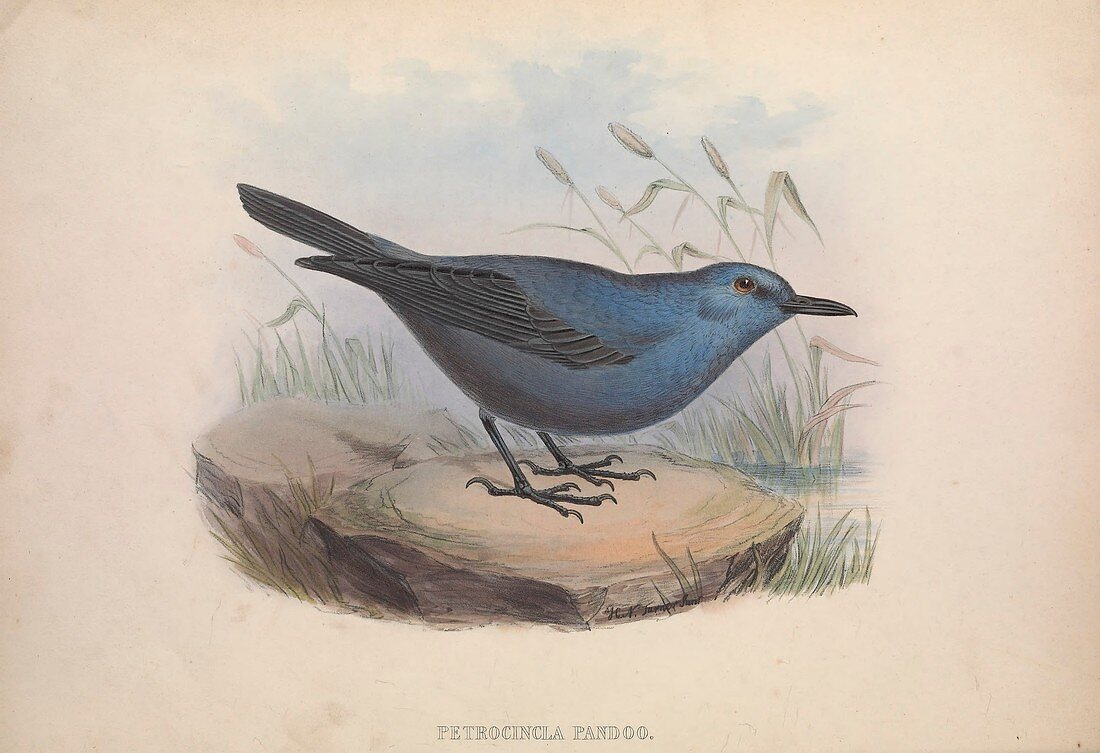Blue rock-thrush, 19th century illustration