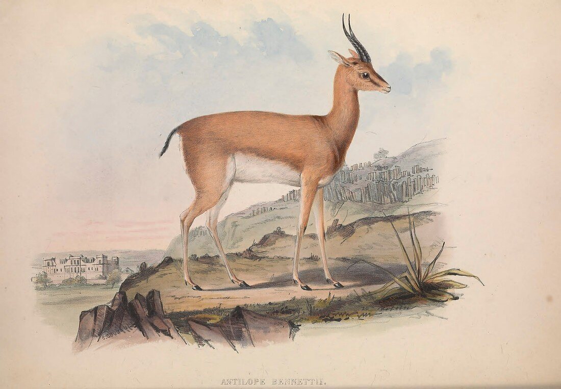 Antelope, 19th century illustration