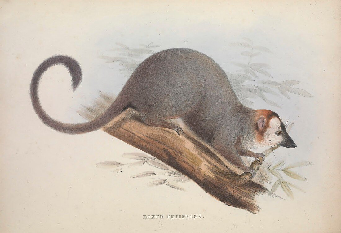 Lemur, 19th century illustration