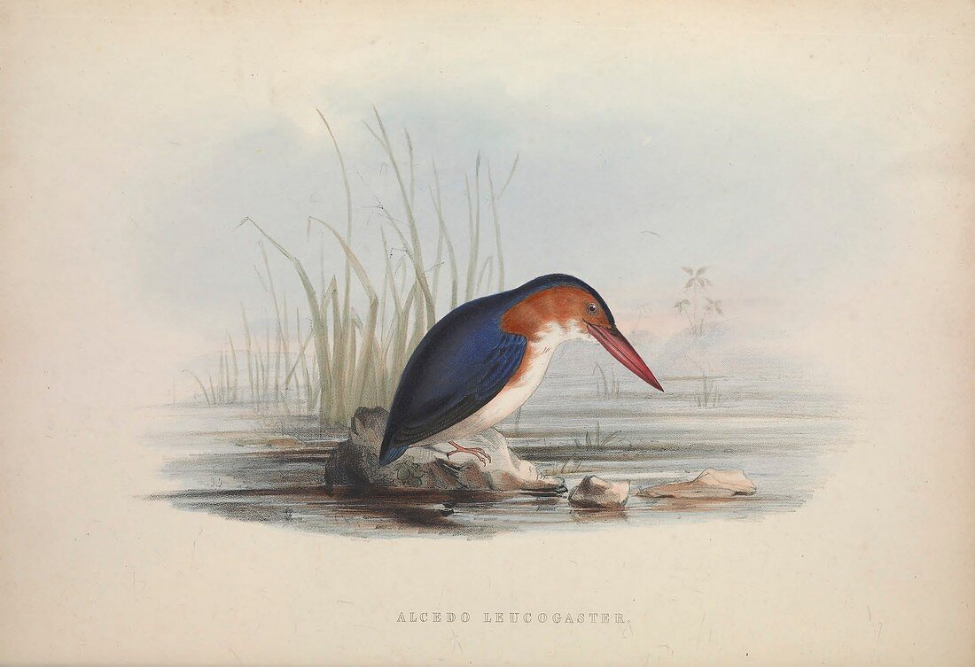 White-bellied kingfisher, 19th century illustration