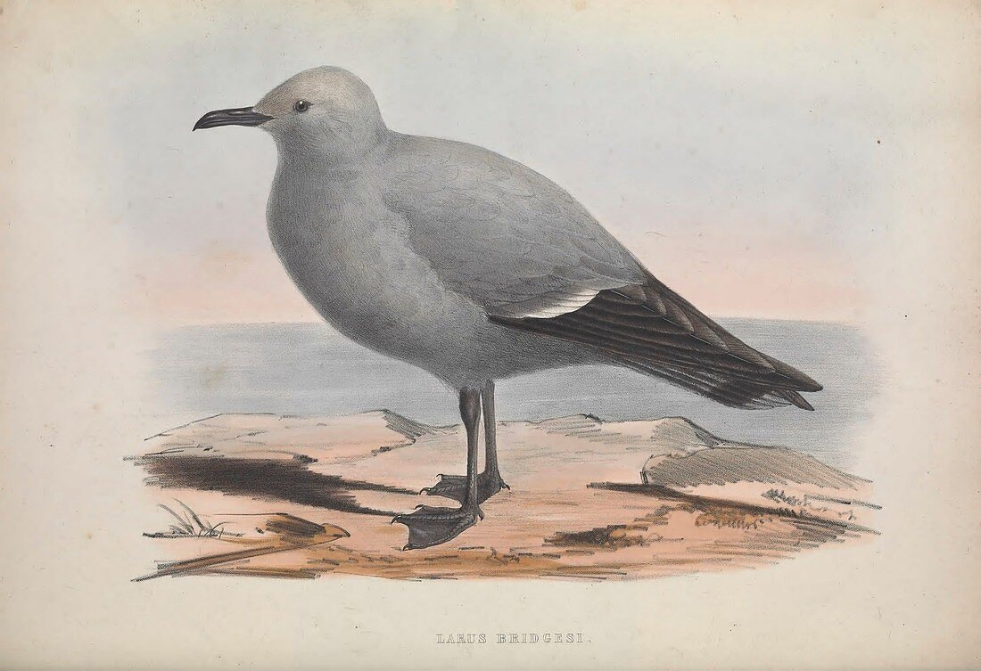 Sea gull, 19th century illustration