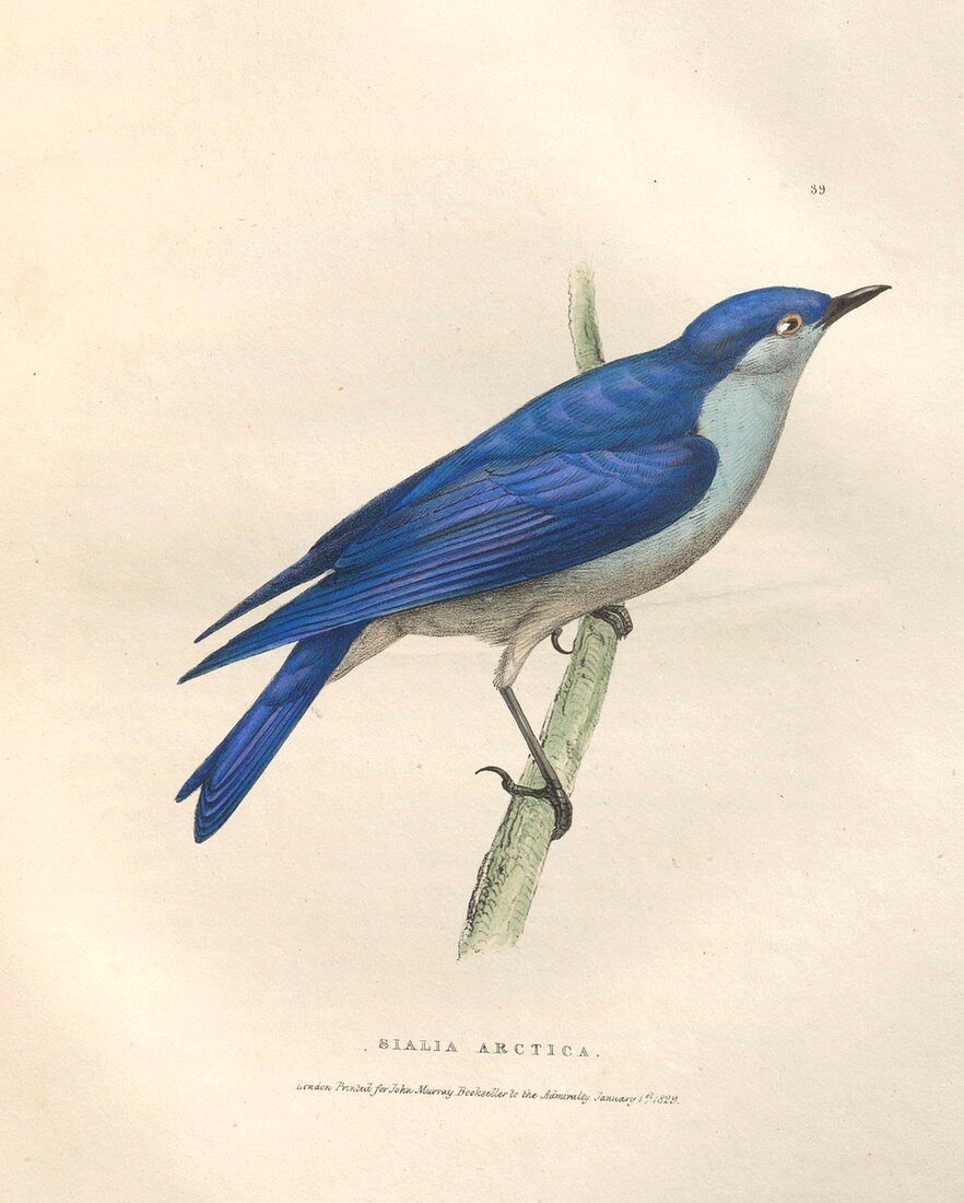 Mountain bluebird, illustration