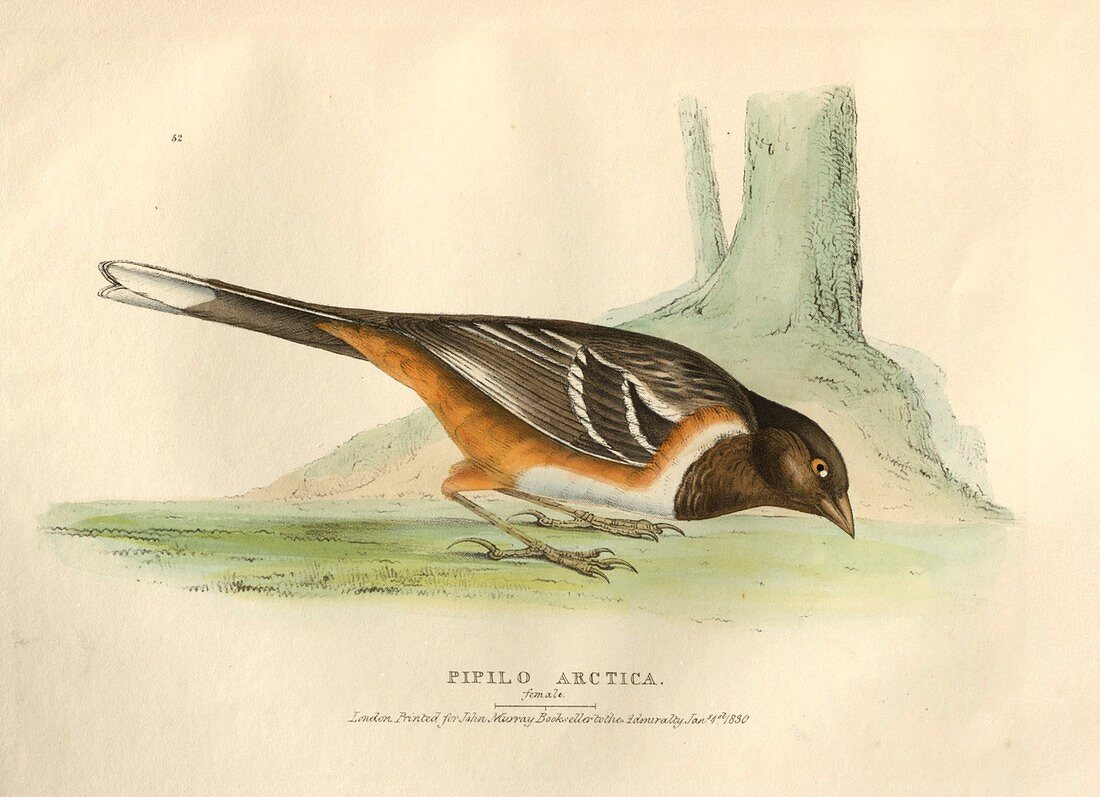 Female spotted towhee, illustration