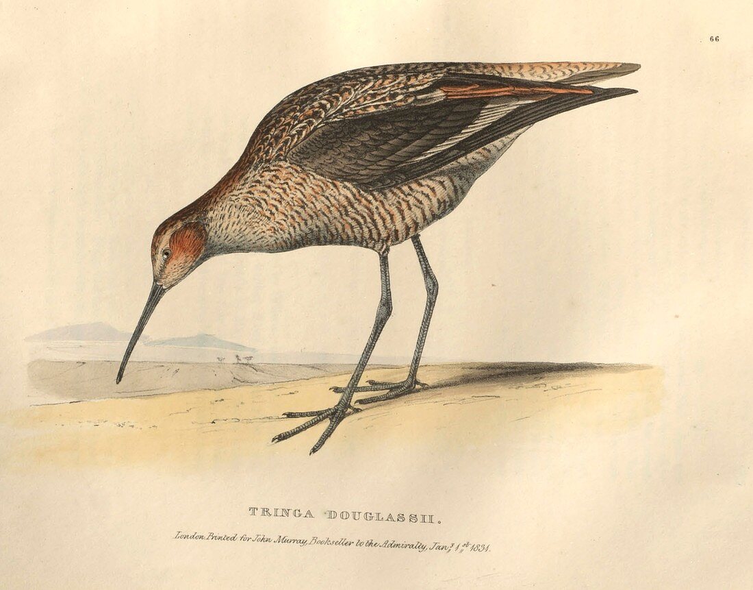 Long-legged sandpiper, illustration