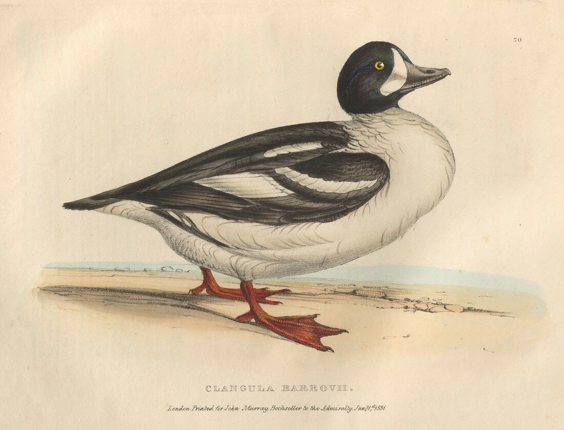Barrow's duck, illustration