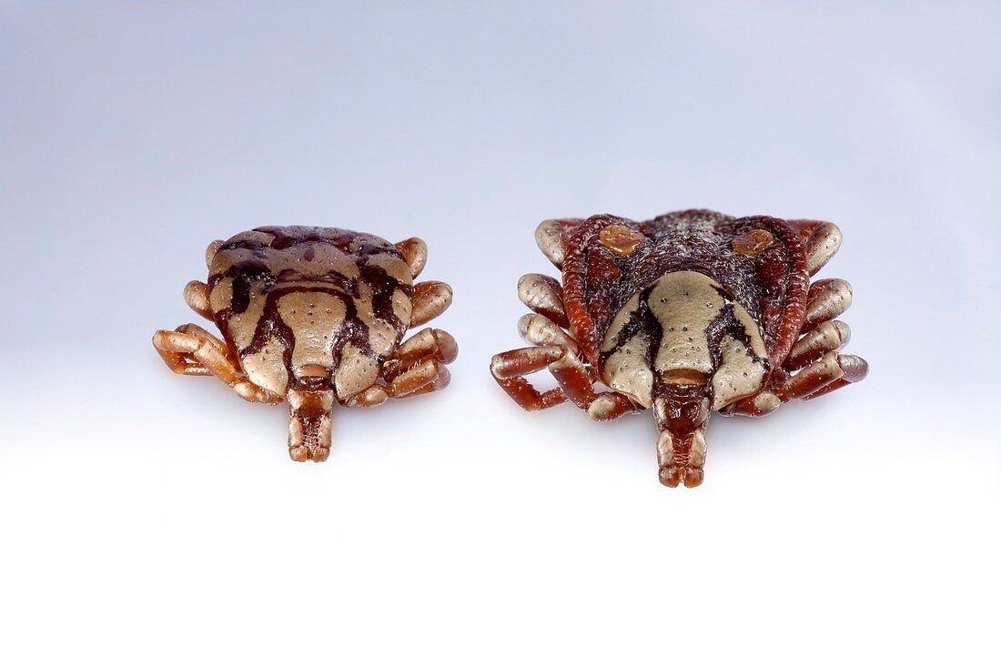 Pair of Amblyomma sp. ticks