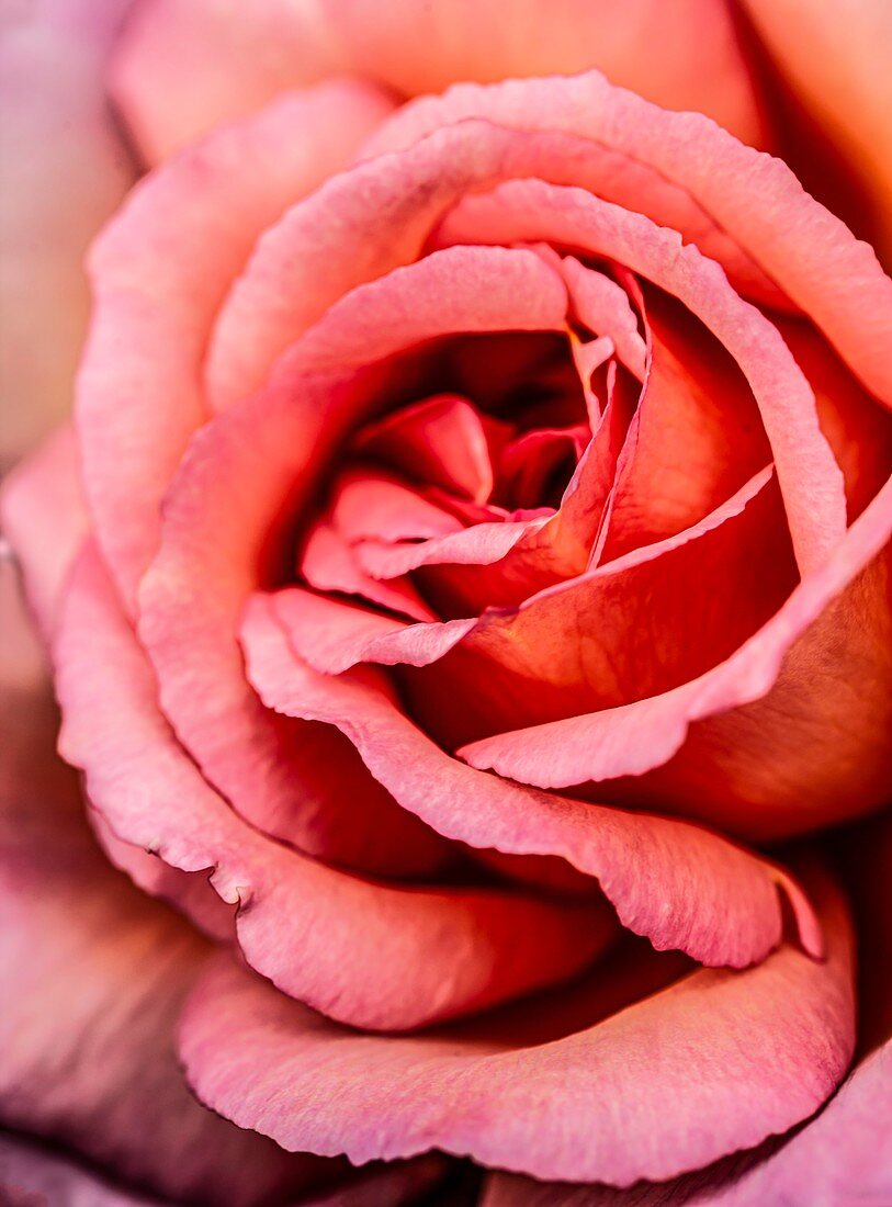 Pink rose (Rosa sp.)