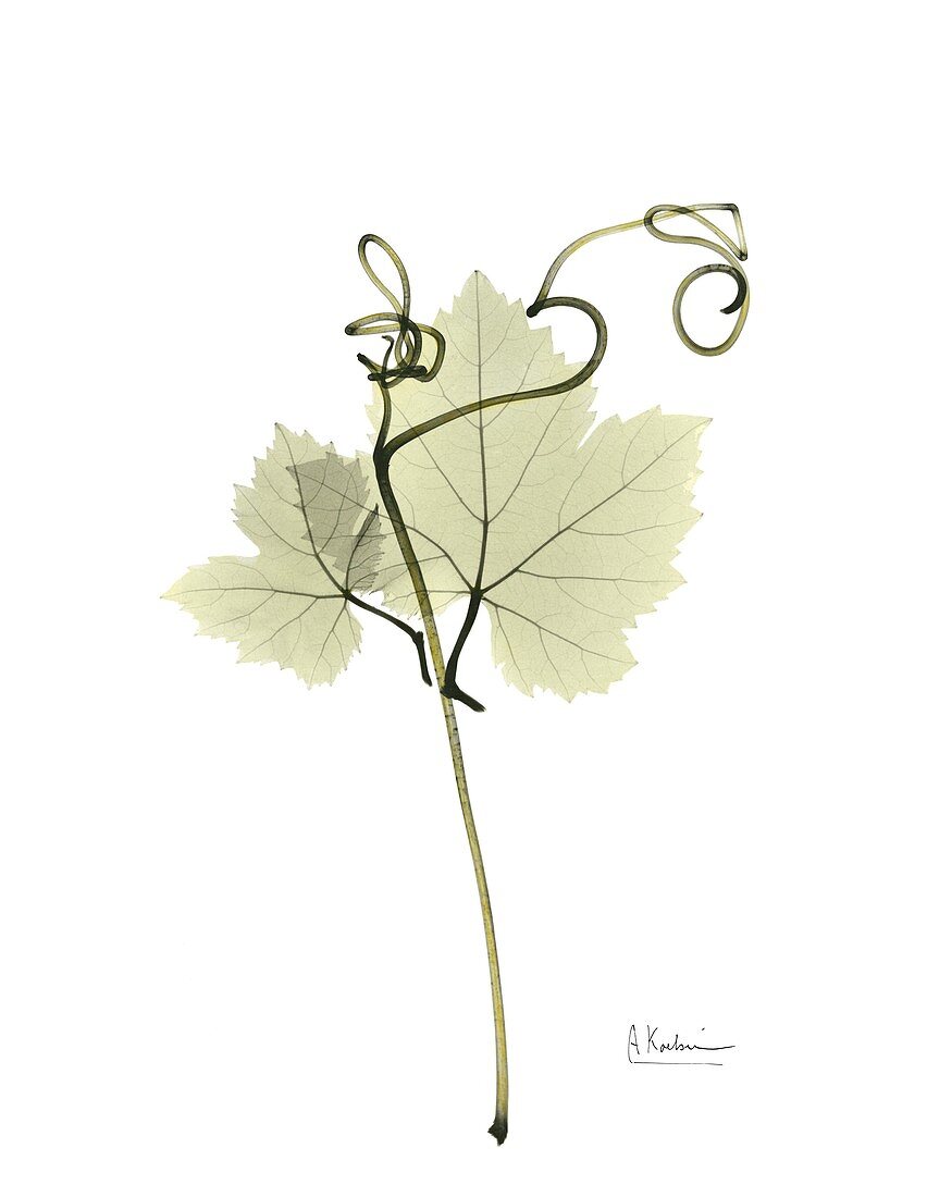 Grape leaves and tendrils, X-ray