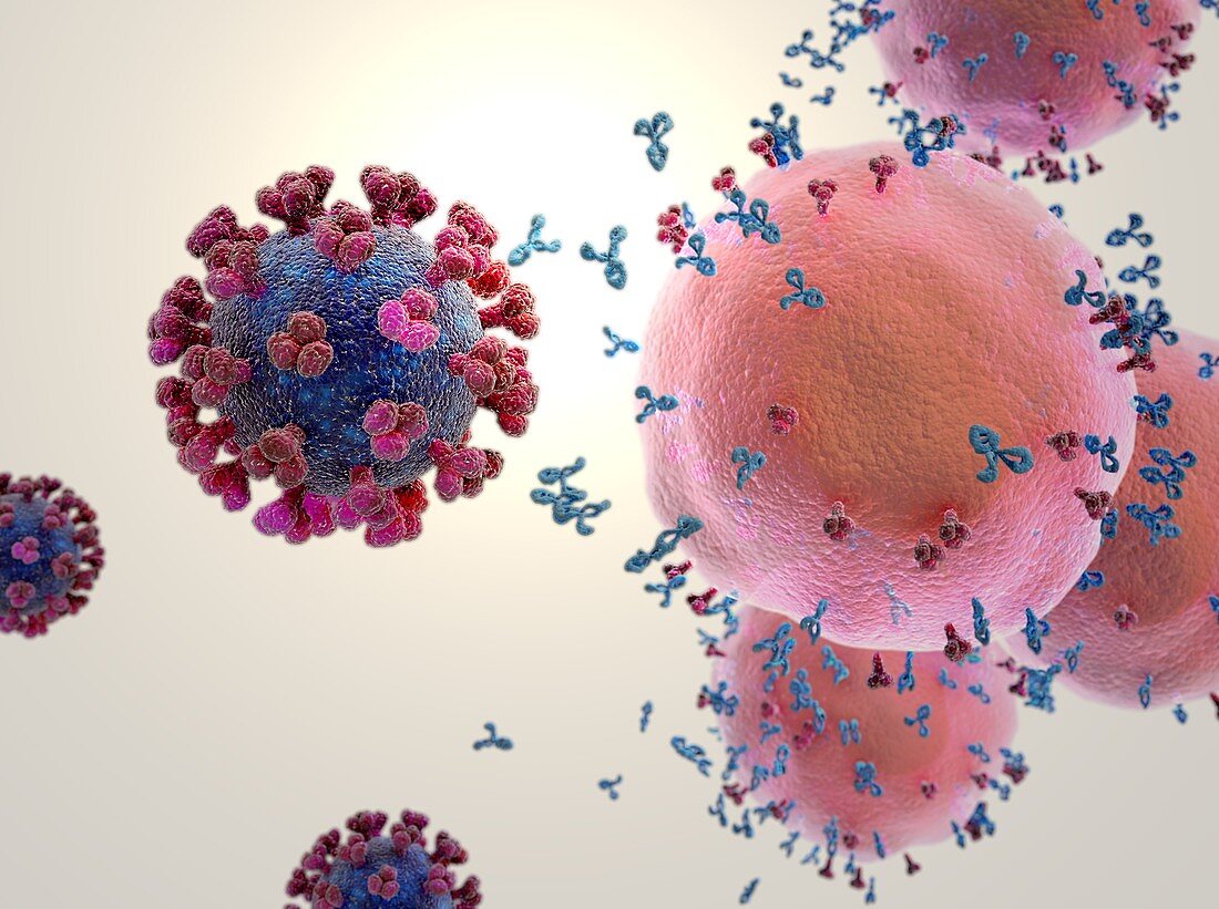 Immune response to covid-19 vaccine, illustration
