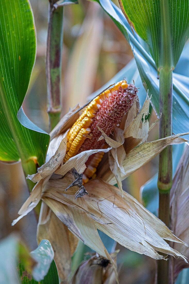 Deer-damaged corn