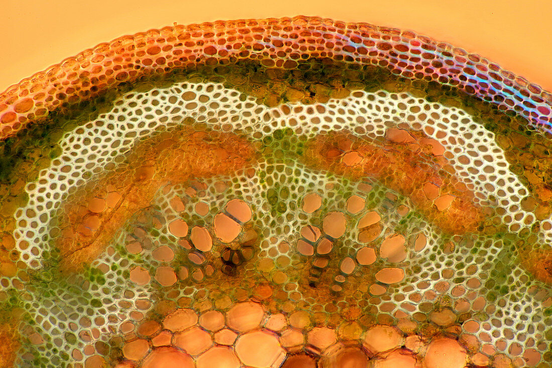 Maple leaf stalk, polarised light micrograph