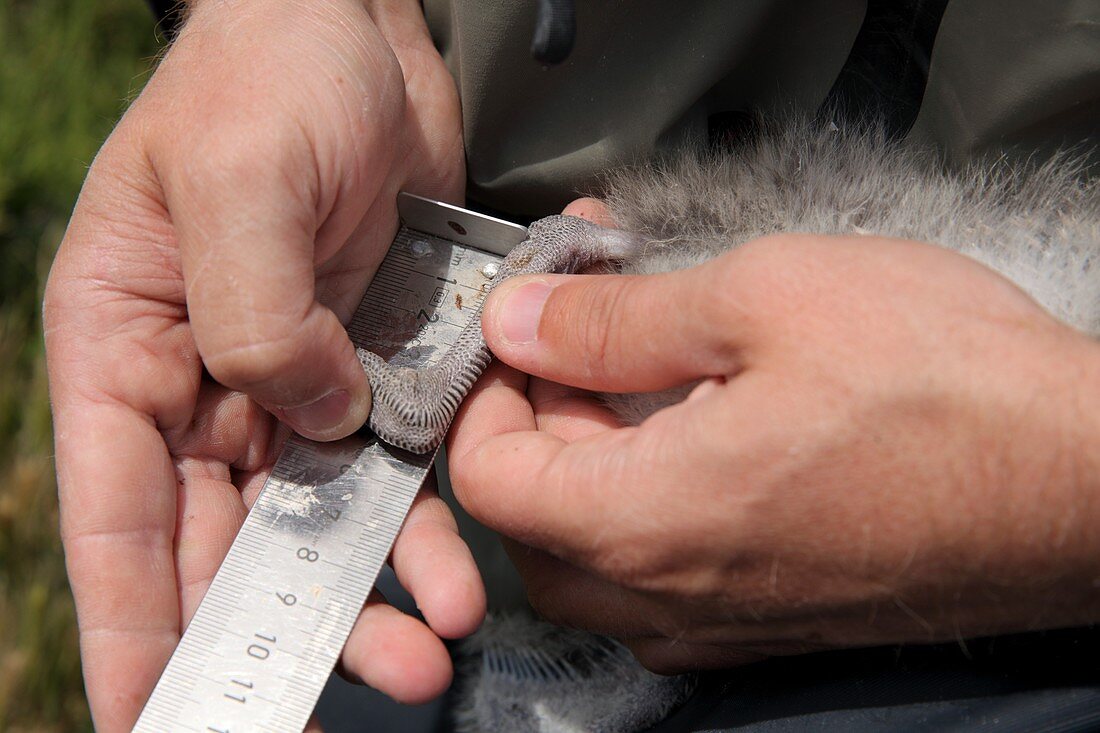 Measuring gull chick's foot