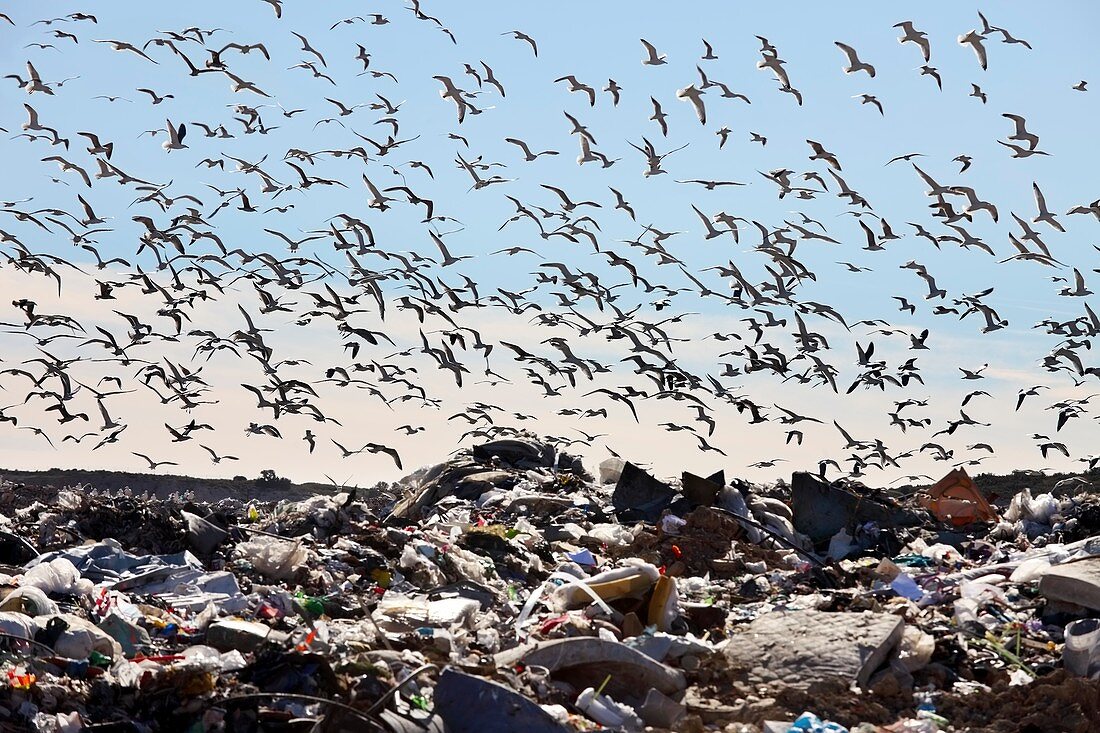 Gulls flying over landfill site, France
