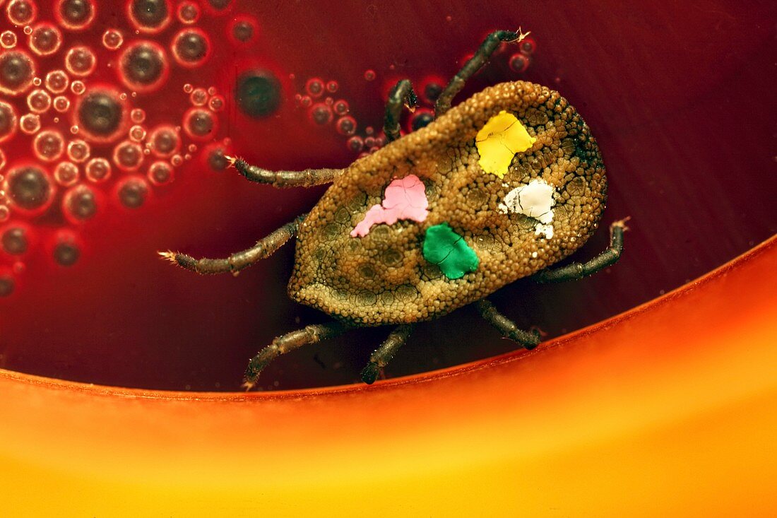Marked tick feeding on blood in a laboratory