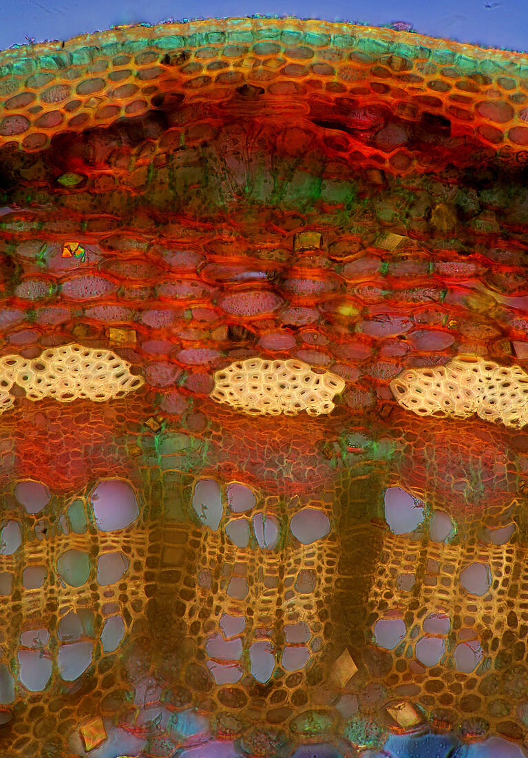 Rose stalk tissue, light micrograph