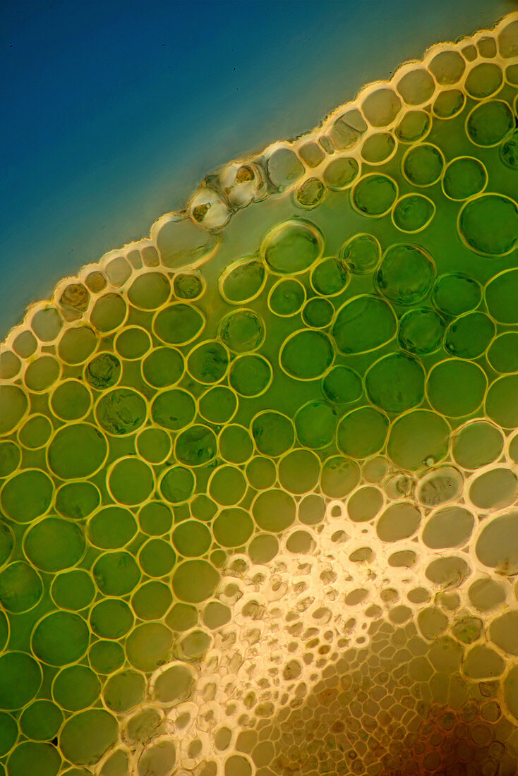 Pasqueflower stalk, light micrograph