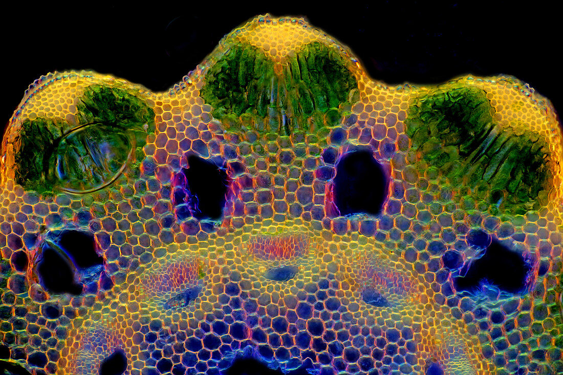 Horsetail stalk, light micrograph
