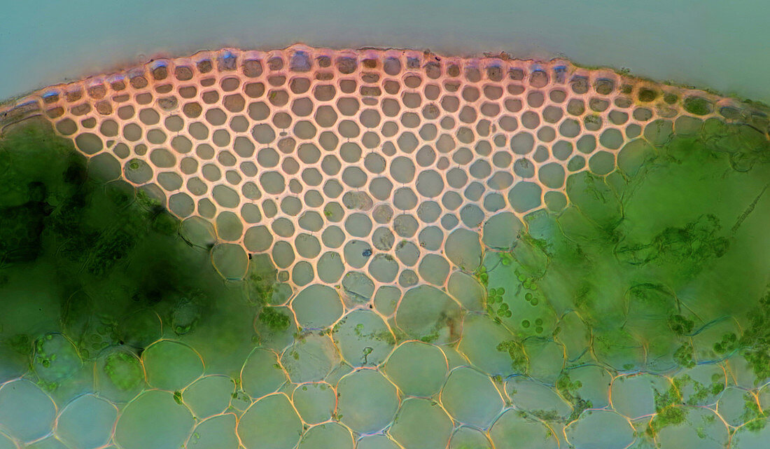 Horsetail stalk, light micrograph