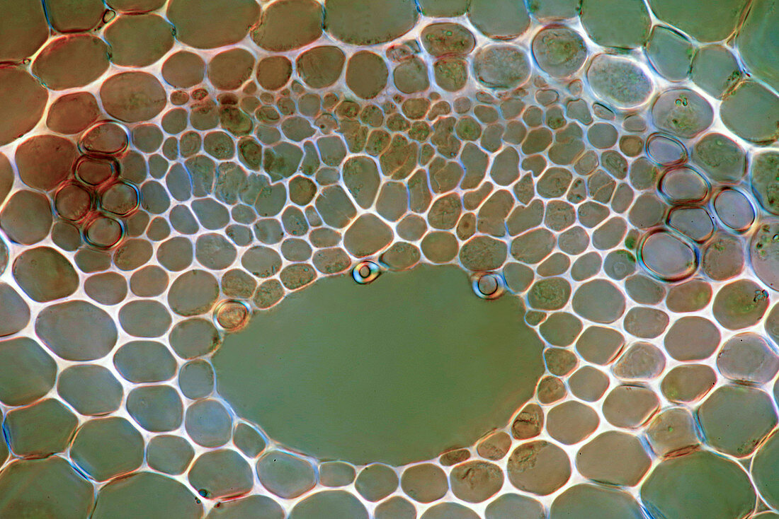 Horsetail stalk, light micrograph