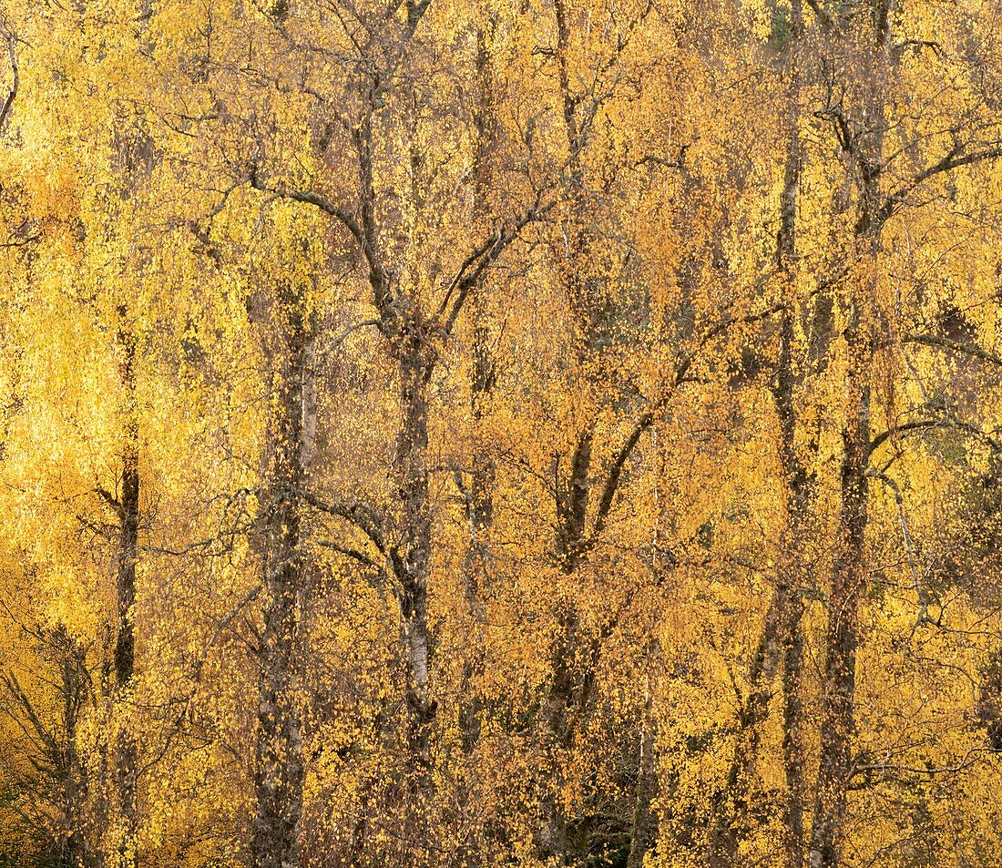 Autumnal silver birch (Betula pendula) woodland