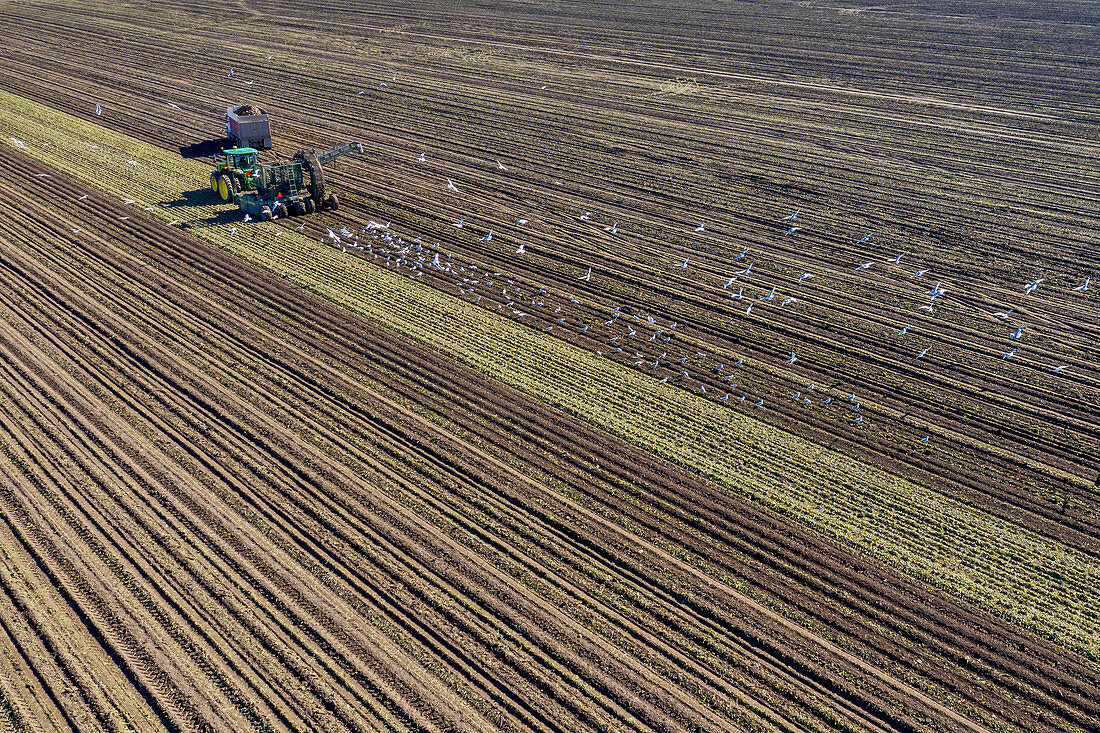 Sugar beet harvest, aerial photograph