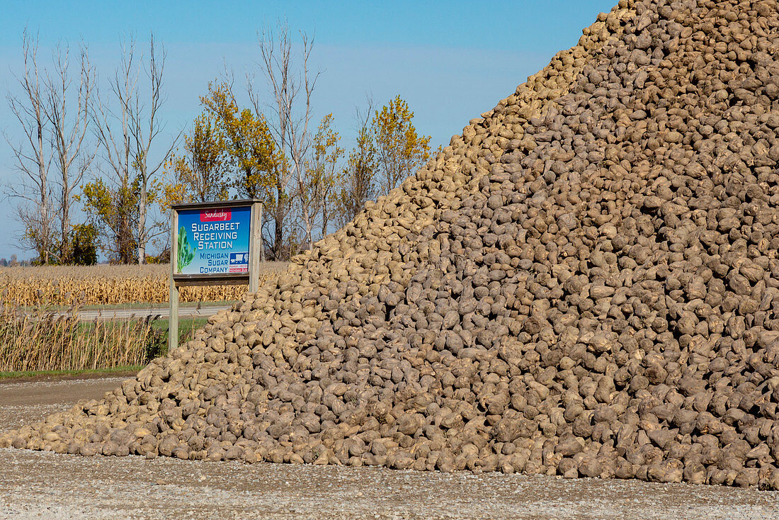 Sugar beet piled after harvesting, Michigan, USA