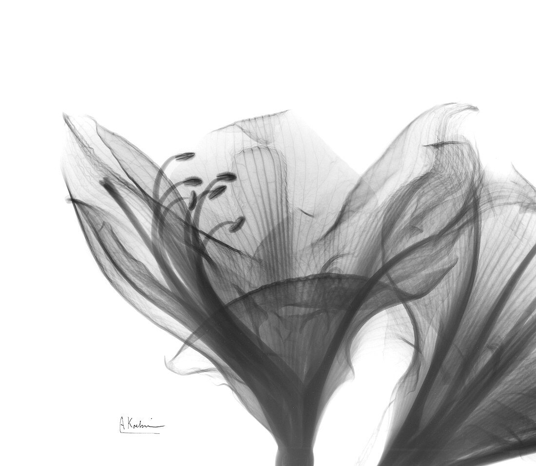 Amaryllis flowers, X-ray