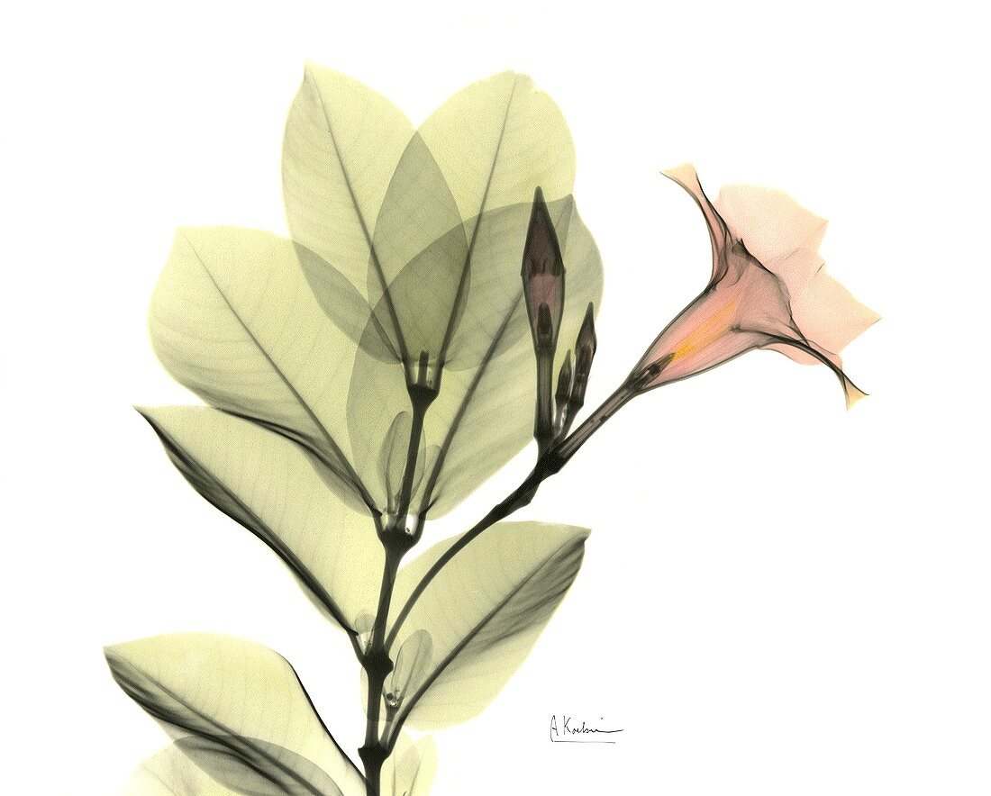 Rocketrumpet (Mandevilla sp.) flowers, X-ray