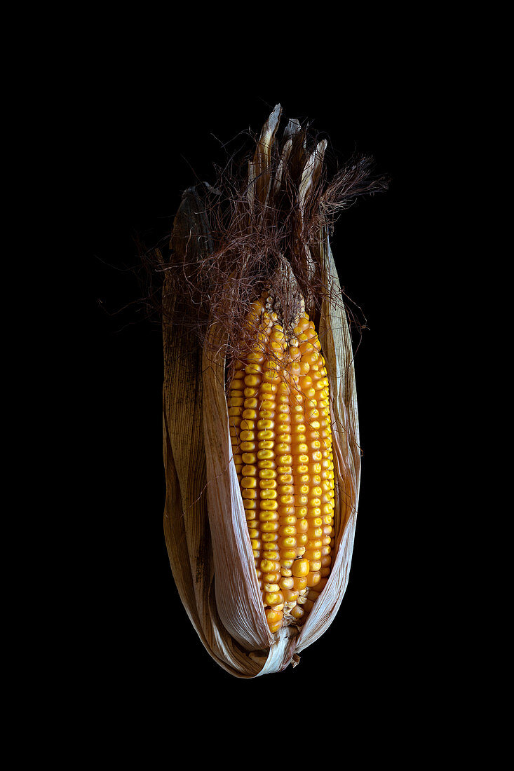 Maize (Zea mays) cob