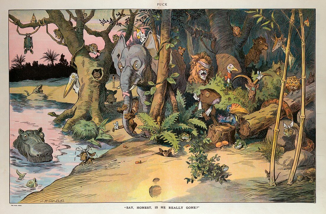 Cartoon criticizing big game hunting, 1910