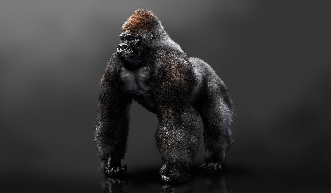 Gorilla, illustration