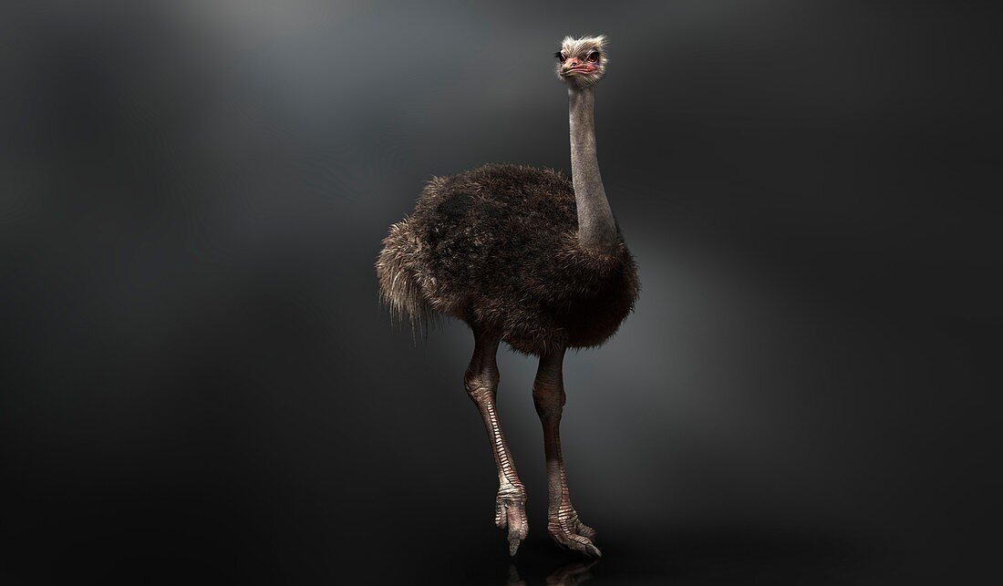 Ostrich, illustration