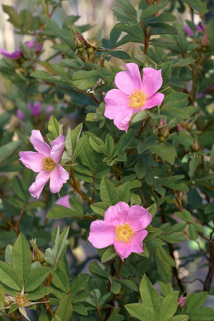 Virginia rose (Rosa virginiana) flowers