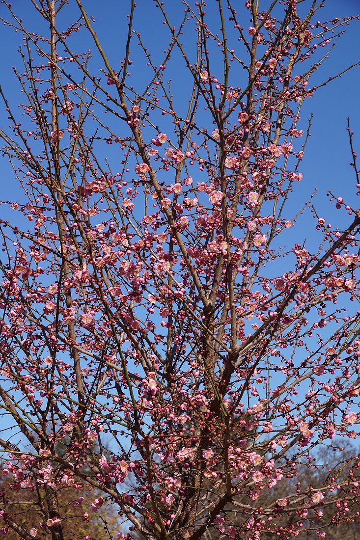 Peggy Clarke Japanese flowering plum tree in blossom