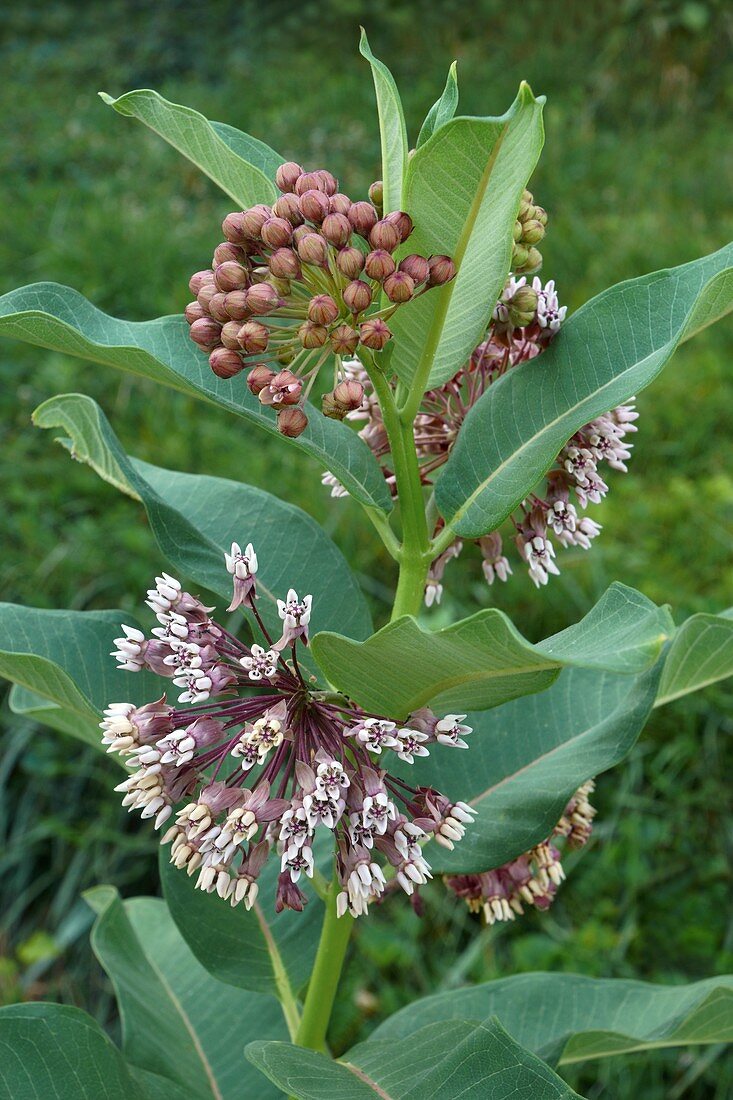 Common milkweed (Asclepias syriaca) flowers