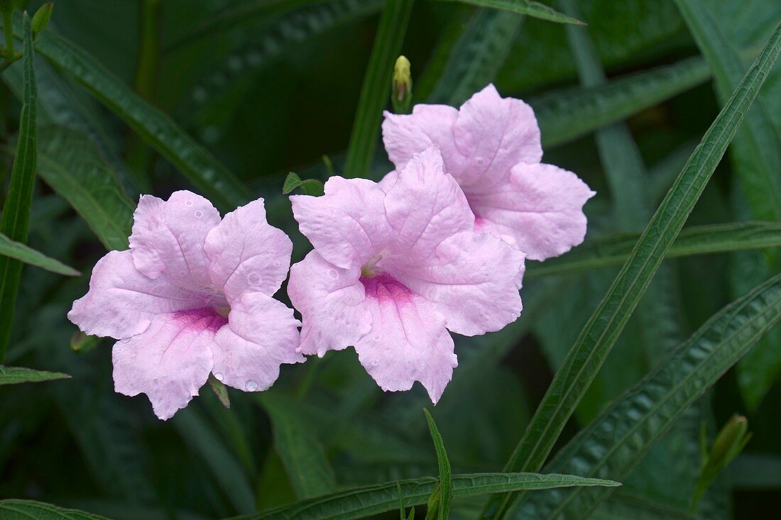 Britton's wild petunia (Ruellia simplex) flowers