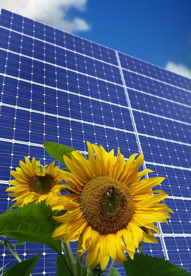 Solar panels and sun flowers