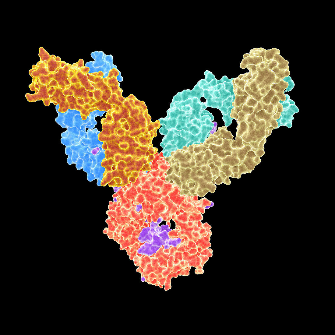 Rheumatoid arthritis autoantibody, illustration